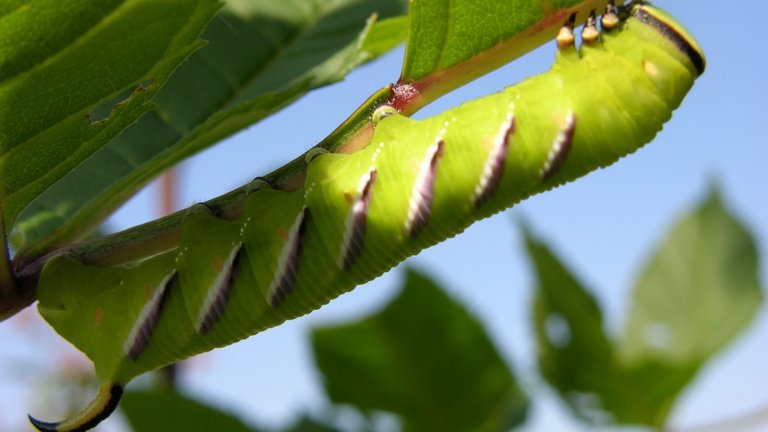 Forunderlige insekter i din sommerhave