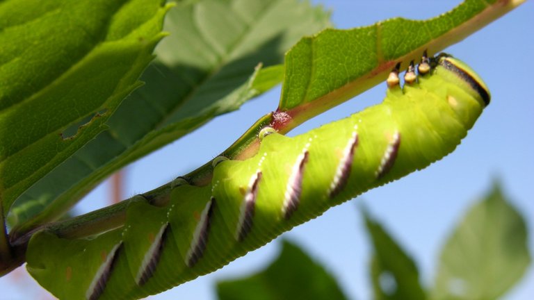 Haveliv: Byd kryb og kravl lige så velkommen som egern og pindsvin
