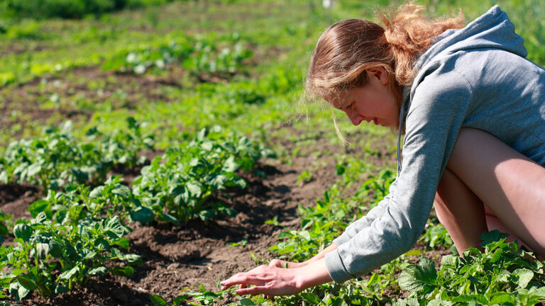 Ung kvinde undersøger om jord ved kartoffelplanter er forurenet