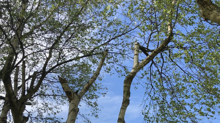 7 råd til at undgå pollen i boligen