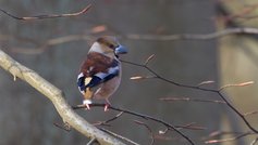 Havens fugle i januar