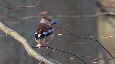 Havens fugle i januar