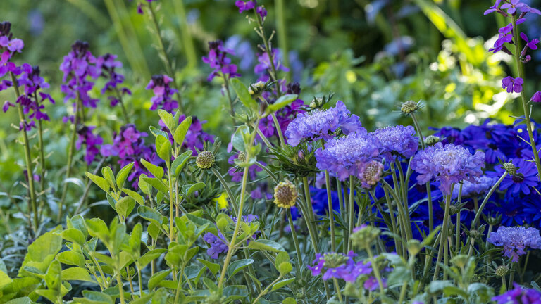 Blå og lilla blomster