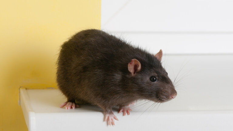 Rotter er det dyr i og omkring boligen, som flest danskere er bange for
