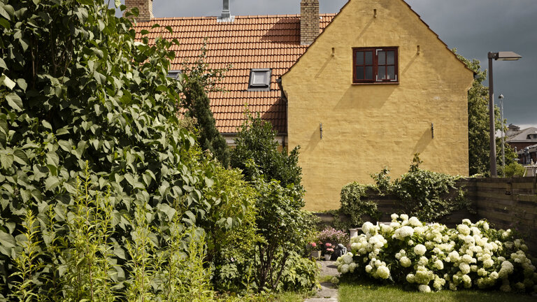 Sådan planter og holder du hortensia