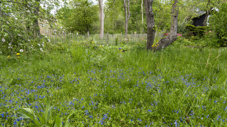 Vild have - det skal du vide