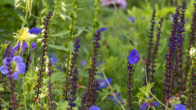 Småblomstret salvie og storkenæb