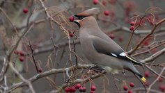 Havens fugle i december