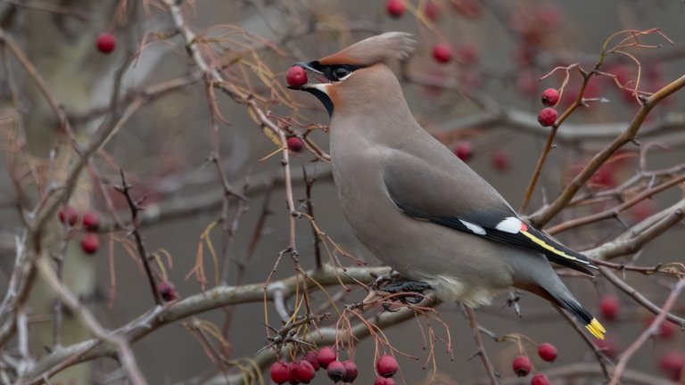 Havens fugle i december