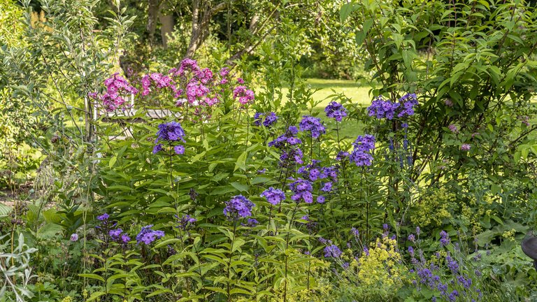 Chelsea Chop: Sådan får du stauderne til at blomstre længere