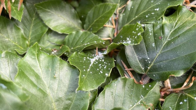 hvidt klister på bøgehæk