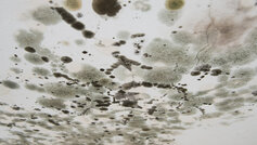 Skimmelsvamp på loft