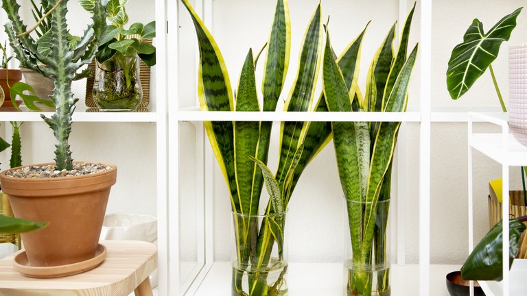 20 gode råd om indendørs planter