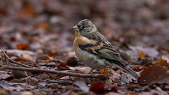 Havens fugle i februar