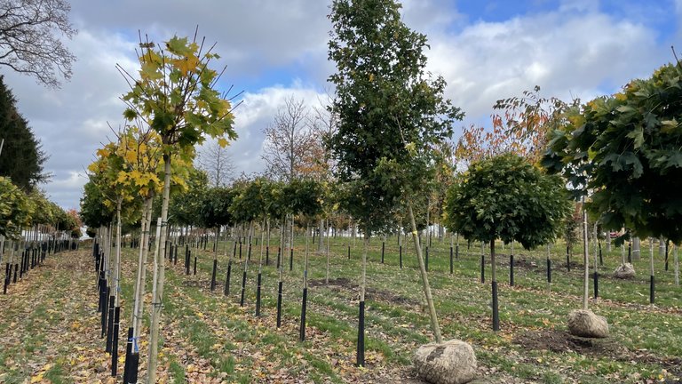 store træer med rodklump på planteskole