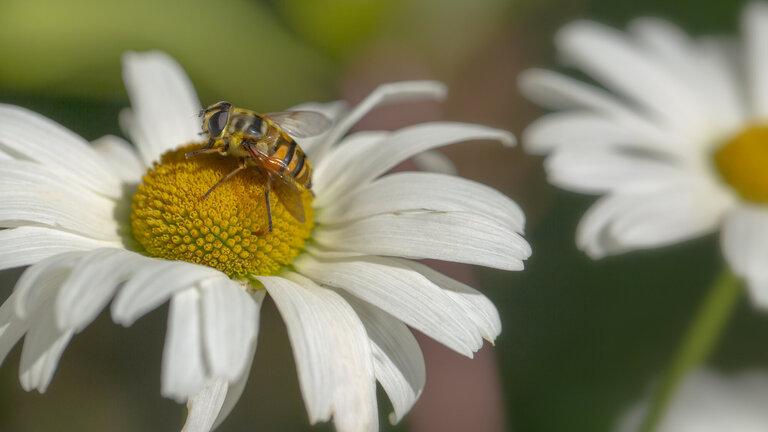 Sådan får du flere insekter i haven