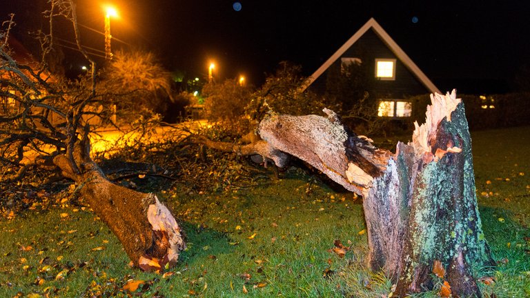 Træ knækket i storm