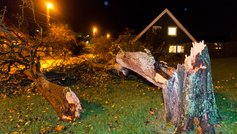 Træ knækket i storm