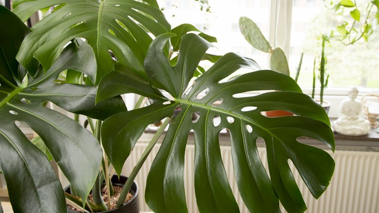 Årtiets nye møbel er en grøn plante