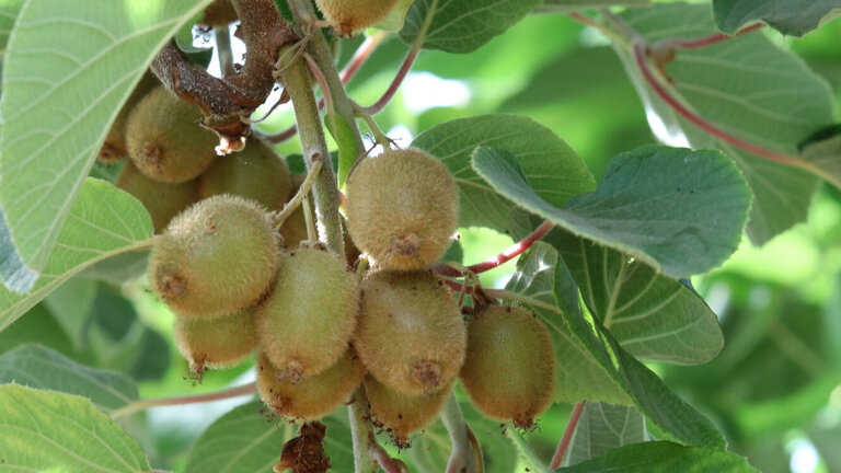 Eksotisk inspiration  til drivhuset