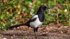 Havens fugle i september