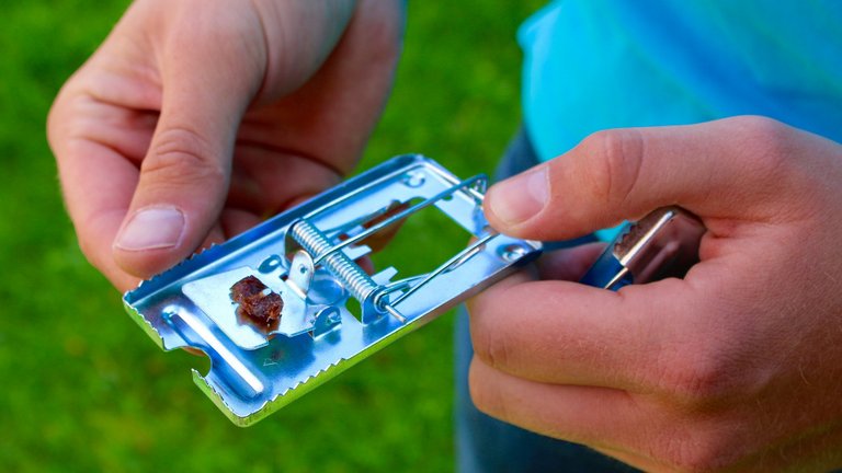 Musefælde med rosin i