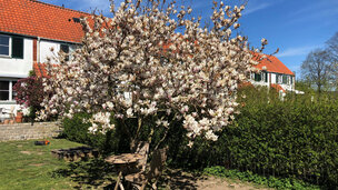 Magnolietræ med blomster i en solbeskinnet have med hus i baggrunden.
