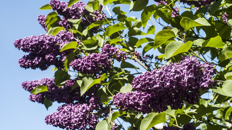 Beskæring af syrener – hvornår og hvordan gør man?