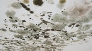 Skimmelsvamp på loft