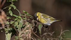 Havens fugle i oktober