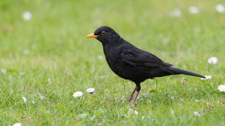 Havens fugle i august