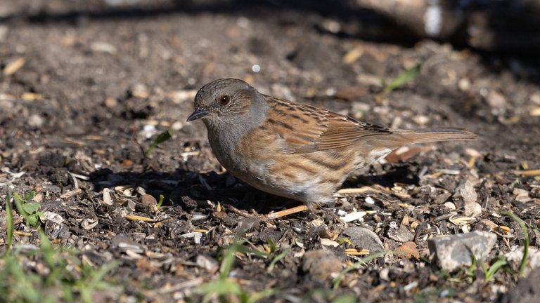 Havens fugle i marts