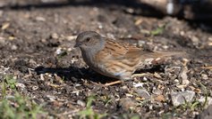 Havens fugle i marts