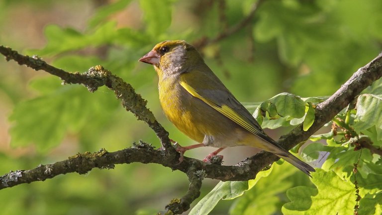 Havens fugle i november