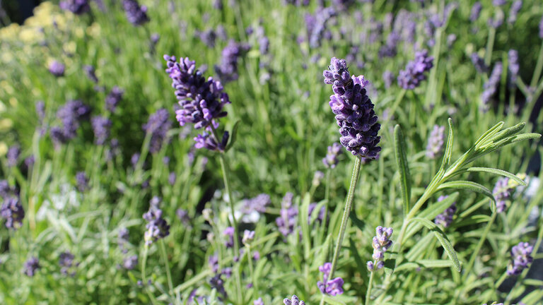 Lavendel i haven