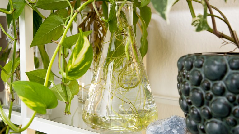 Dyrk dine planter i det rene vand