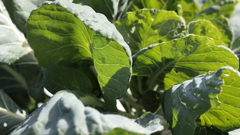 Sådan dyrker du kål