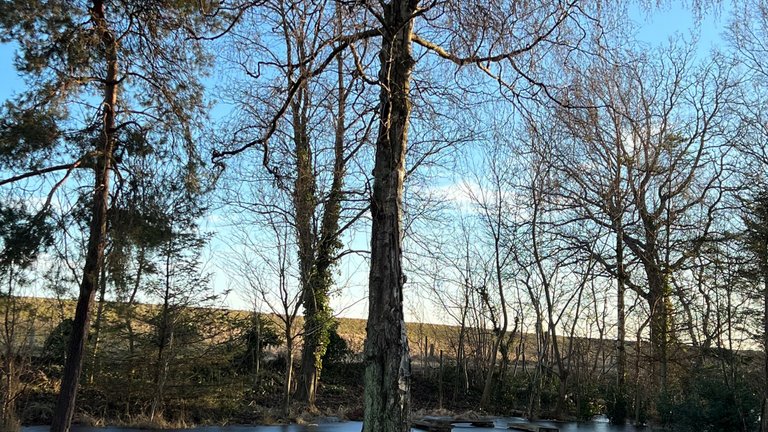 Drukner dit træ i regnen? Sådan passer du på det