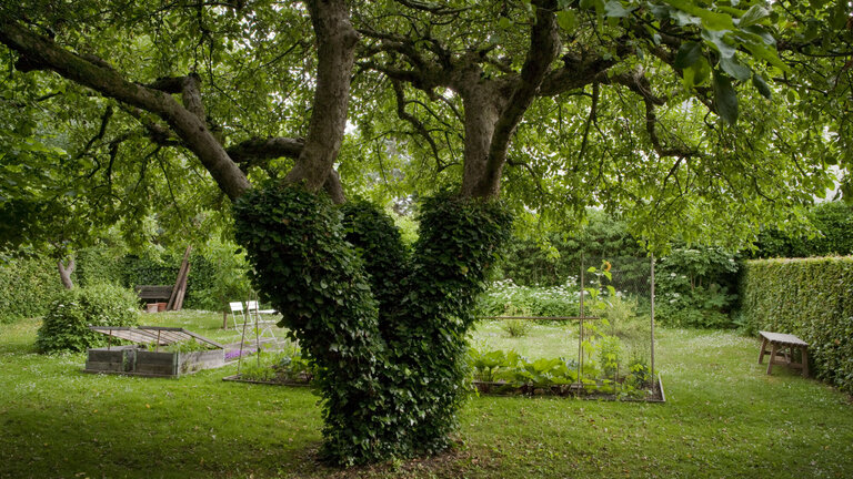 Efeu (også kaldet vedbend) vokser op ad stammen på et træ.