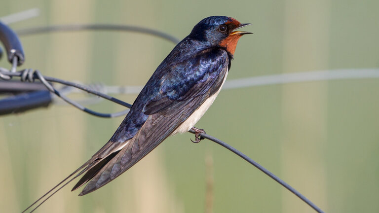 Havens fugle i april