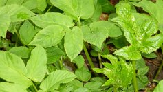 Sådan slipper du af med skvalderkål