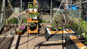 Tomater 2/4: Plant dine tomatplanter ud