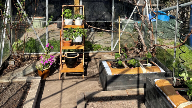 Tomater 2/4: Plant dine tomatplanter ud